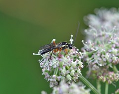 Cteniscus pedatorius