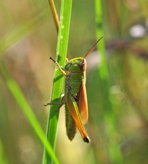 Pseudochorthippus montanus