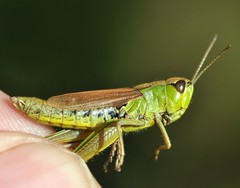Pseudochorthippus montanus