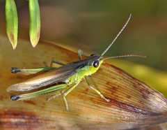 Pseudochorthippus montanus