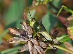 Pseudochorthippus montanus