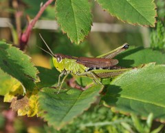 Pseudochorthippus montanus