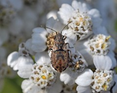 Nithecus jacobaeae