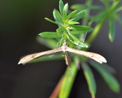 Stenoptilia