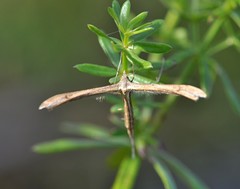 Stenoptilia