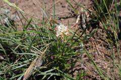Hebenstretia dura, photograph (c) Suvarna Parbhoo Mohan, some rights reserved (CC BY-SA)