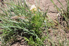 Hebenstretia dura, photograph (c) Suvarna Parbhoo Mohan, some rights reserved (CC BY-SA)