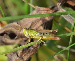 Pseudochorthippus montanus