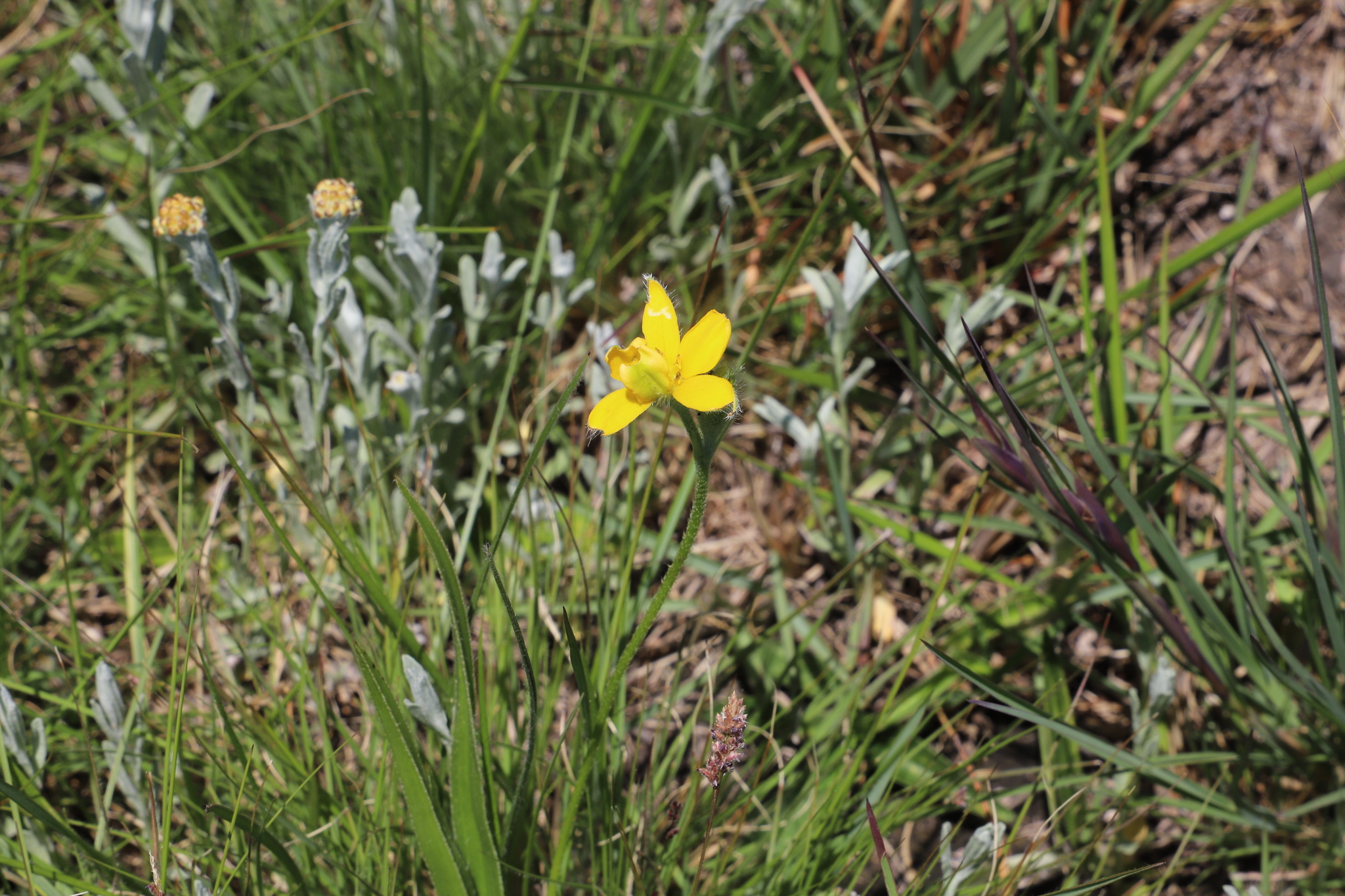 Spiral Stargrass (Hypoxis acuminata)