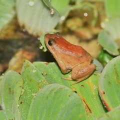 Leptodactylus podicipinus