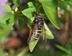 Spilomyia diophthalma
