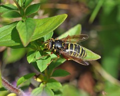 Spilomyia diophthalma