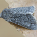 Sweet Gale Moth - Photo (c) Vladimir Bryukhov, some rights reserved (CC BY-NC), uploaded by Vladimir Bryukhov