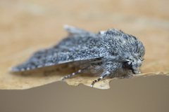 Acronicta cinerea