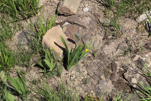 Kharatsa Stargrass (Hypoxis costata)