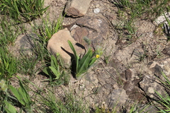 Hypoxis costata