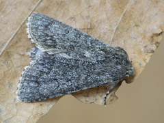 Acronicta cinerea