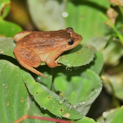 Leptodactylus podicipinus