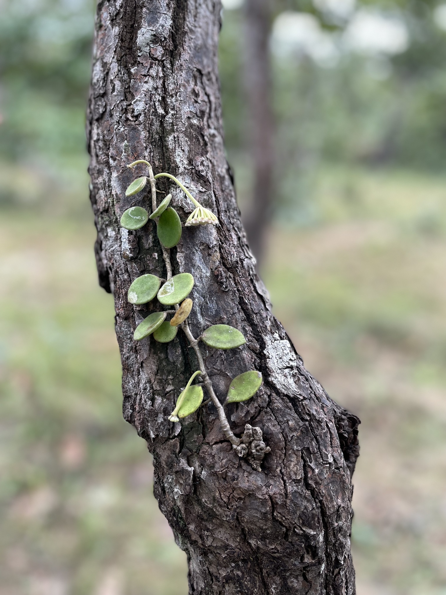 Hoya nummularioides (Hoya nummularioides)