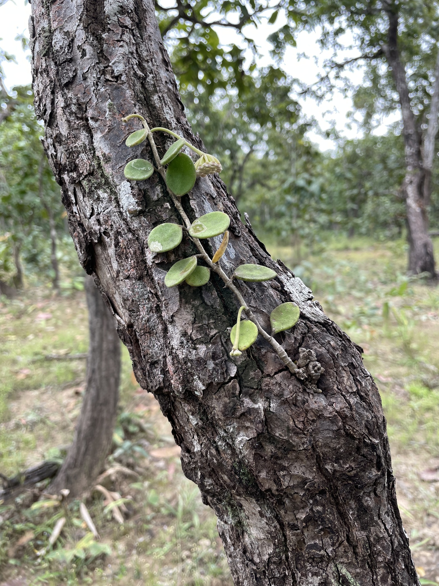 Hoya nummularioides — ảnh 2
