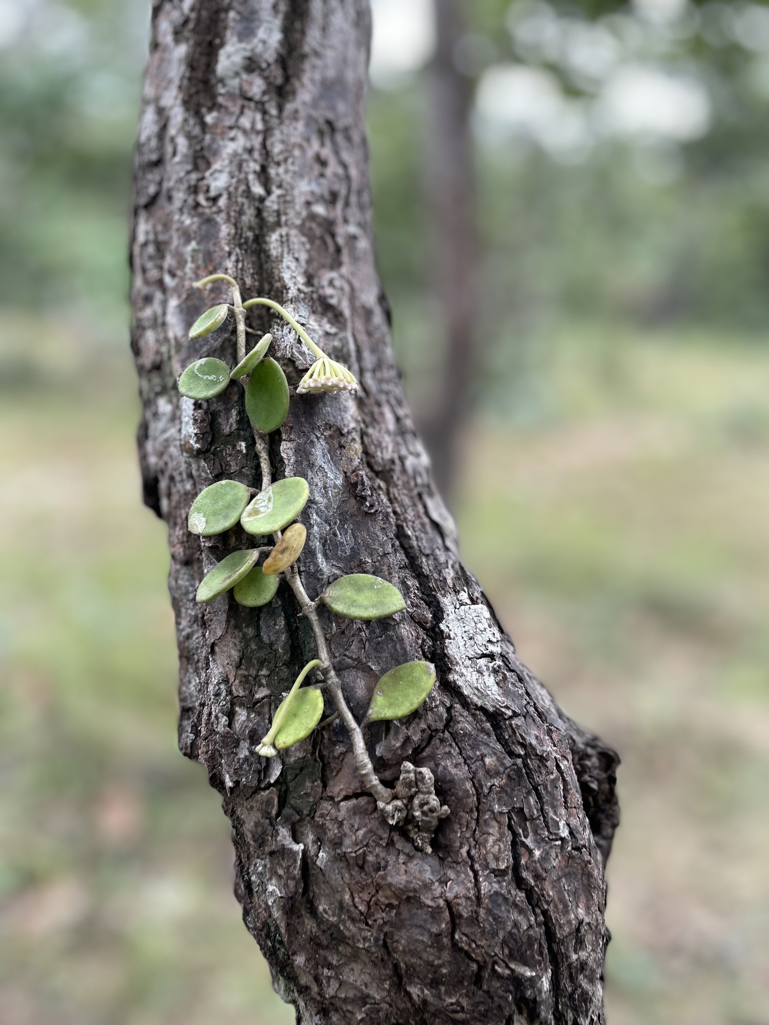 Hoya nummularioides — ảnh 3