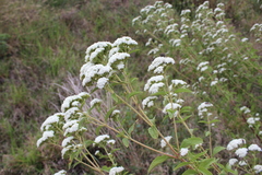 Magnoliopsida