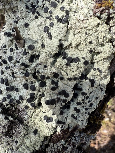 Buellia observed 2025-10-29