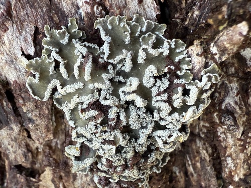 Pannaria fulvescens observed 2025-10-29