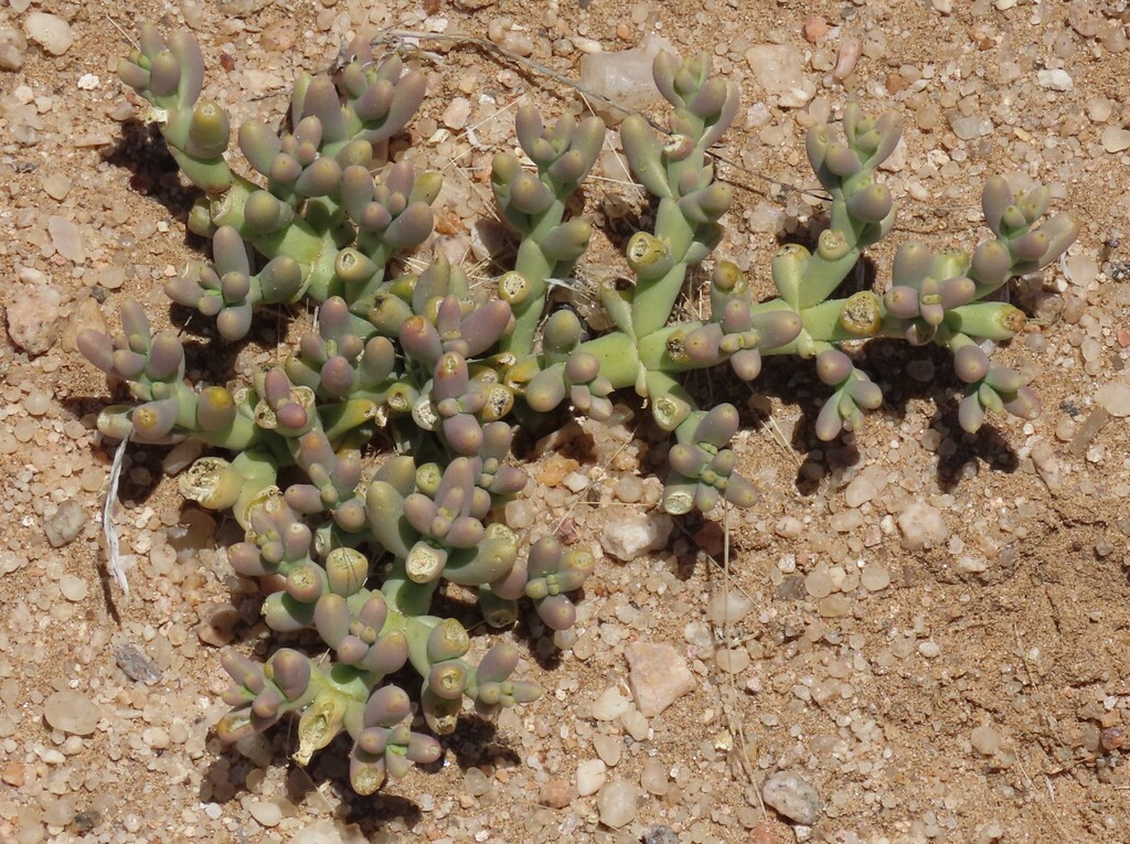 Mesembryanthemum salicornioides, Erongo Region, Namibia
