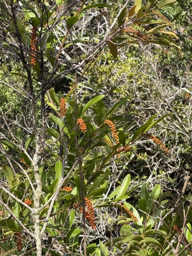 Citharexylum caudatum observed 2025-10-29
