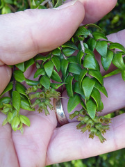 Metrosideros colensoi