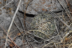 Echinofossulocactus dichroacanthus