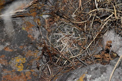 Echinofossulocactus dichroacanthus