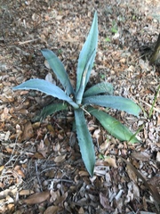 Agave salmiana