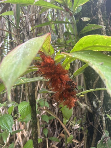 Columnea purpurata, photograph 5