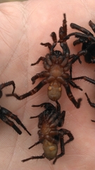 Myrmekiaphila