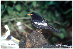 Turdus boulboul