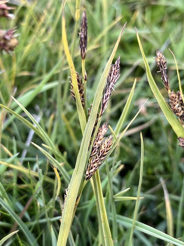 Carex andersonii