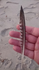 Numenius phaeopus variegatus