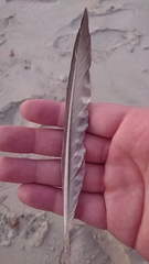 Numenius phaeopus variegatus