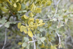 Phoradendron coryae