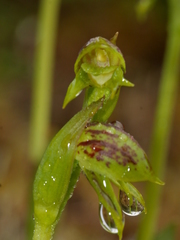 Waireia stenopetala