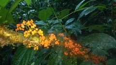 Urera caracasana