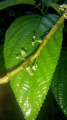 Urera caracasana