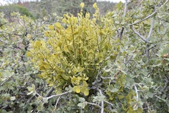 Phoradendron coryae