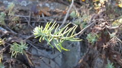 Sedum griseum