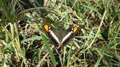Adelpha bredowii