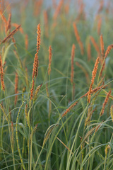 Carex acuta
