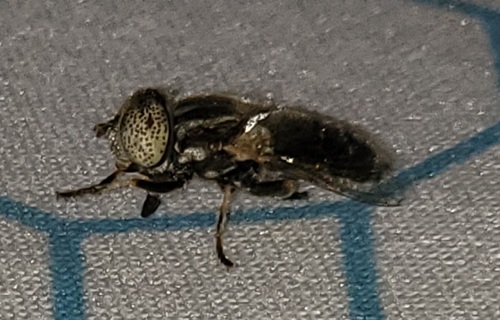 Unknown species found near Sierra County, NM, USA
