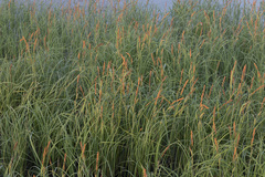 Carex acuta